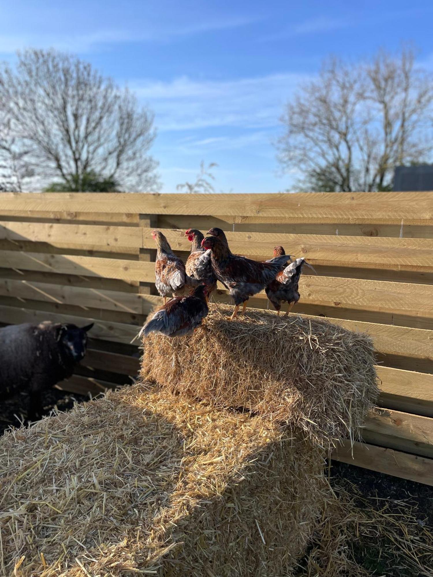 Witham Grange Glamping LINCOLNSHIRE