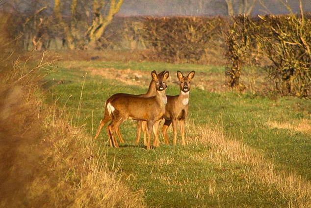 Witham Grange Glamping * LINCOLNSHIRE