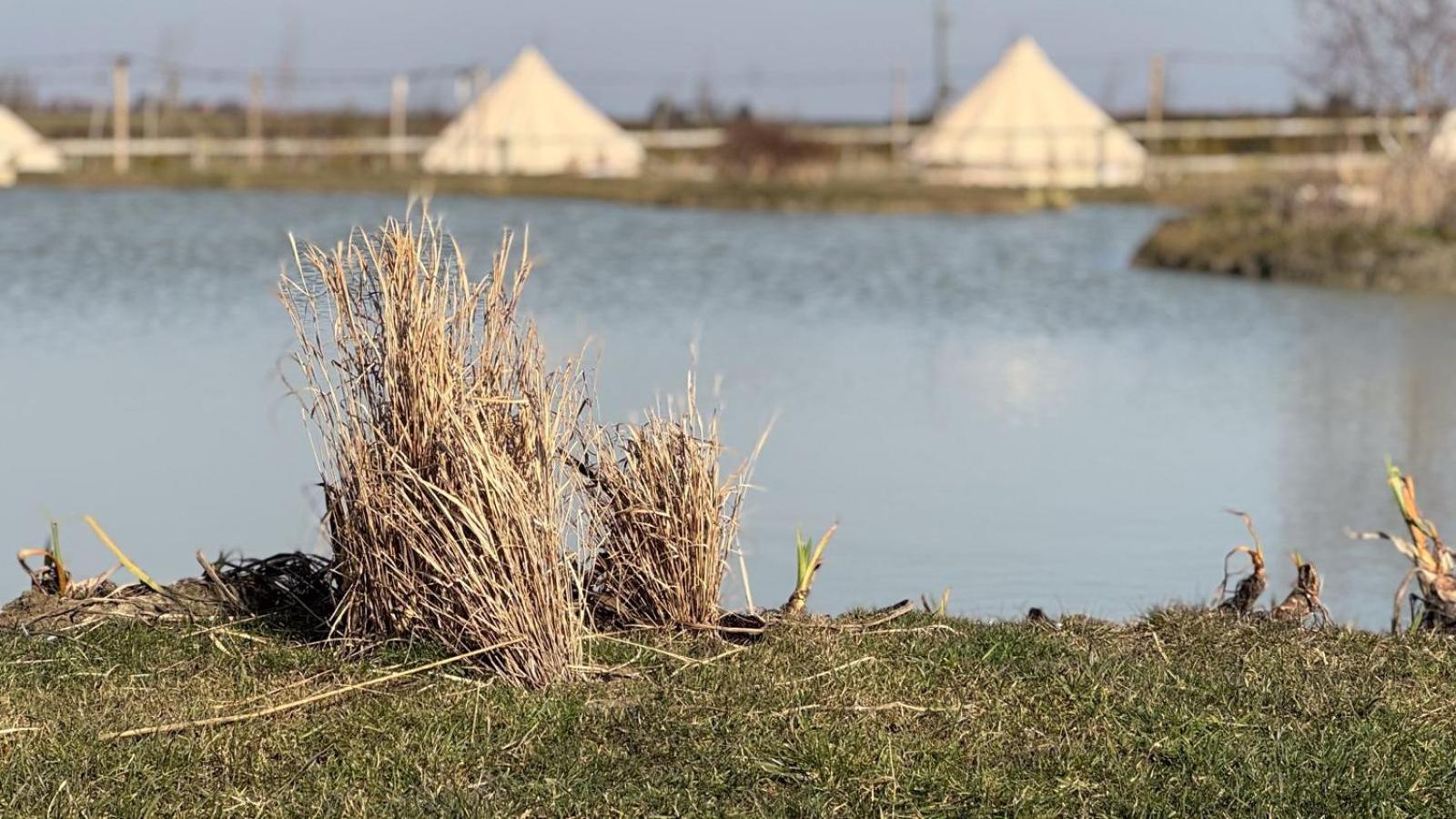Witham Grange Glamping *